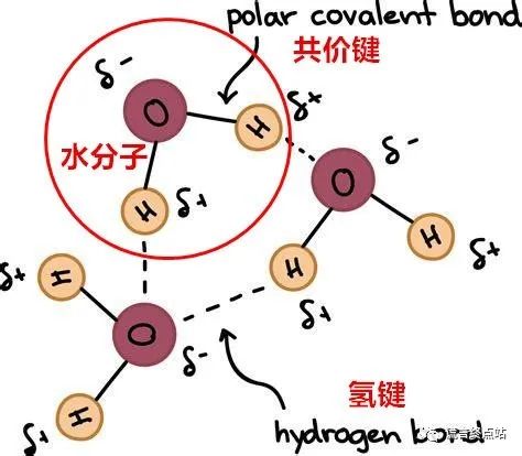 【智天百谎78】水灵子来了！大家来交智商税啦！